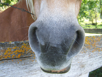 Horse Jaw, Brown Horse Snout thumbnail