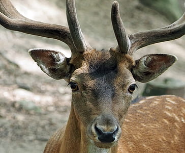 brown fawn on land thumbnail