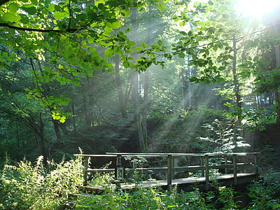 crepuscular rays pass through green leafed plants and trees thumbnail