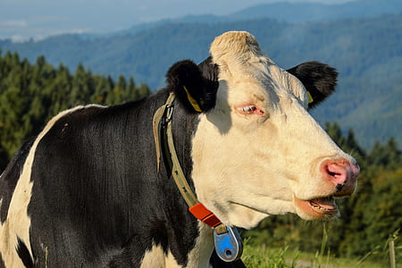 black and white cow on green field near trees closeup photography thumbnail