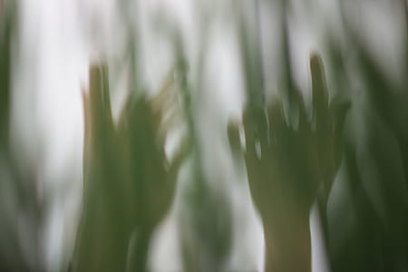 hand, plant, finger, blur thumbnail