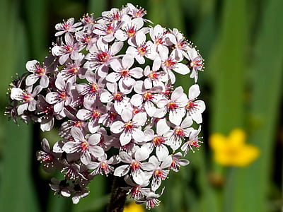 white flowers thumbnail