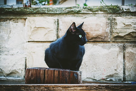 black cat sitting on wooden block thumbnail
