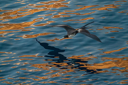 kingfisher flying on top of water thumbnail