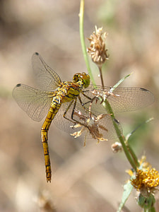 Yellow Dragonfly, Sympetrum Striolatum thumbnail