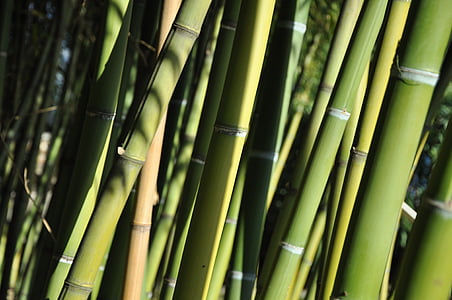 green bamboo sticks thumbnail