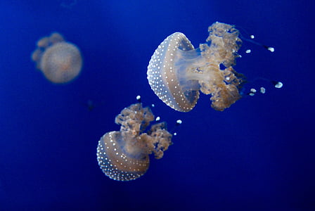 photo of beige jellyfish thumbnail