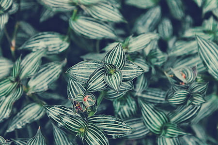 macro shot photo of green leaves thumbnail