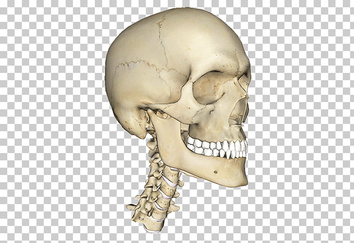 69 Atlas Of Anatomy Png Cliparts For Free Download Uihere