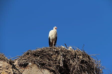 low angle photography of white stork on nest thumbnail