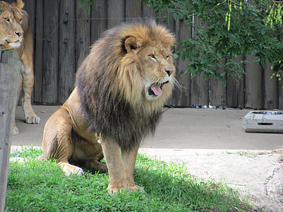male lion on grass thumbnail