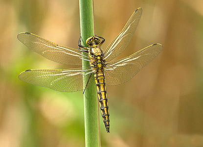 yellow and black darner dragonfly thumbnail