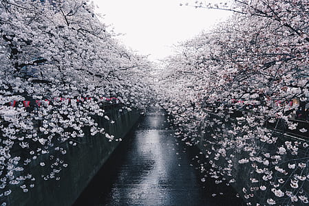 white and pink petaled flowers thumbnail