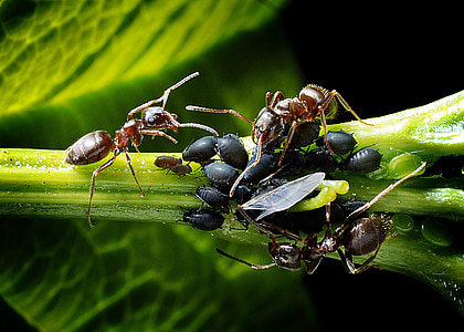macro photography of three carpenter ant on plant thumbnail