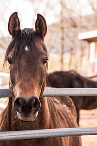 animal photograph of brown horse thumbnail