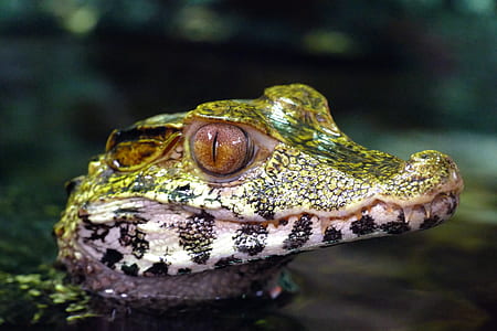 green and white crocodile selective focus photography thumbnail