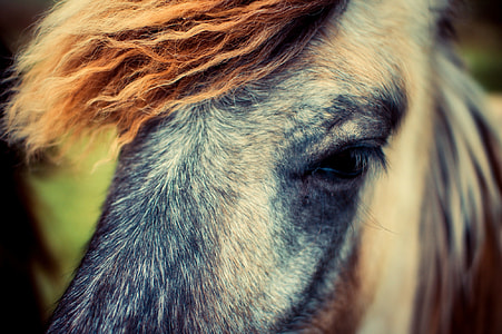 close-up photo of white, black, and brown horse head painting thumbnail