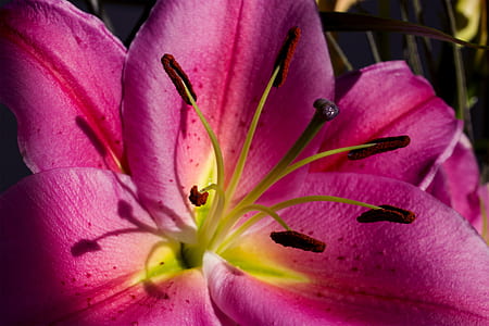 pink flowers thumbnail