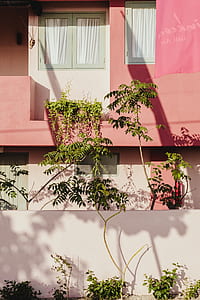 green leaf plants in front of white and pink concrete walls thumbnail