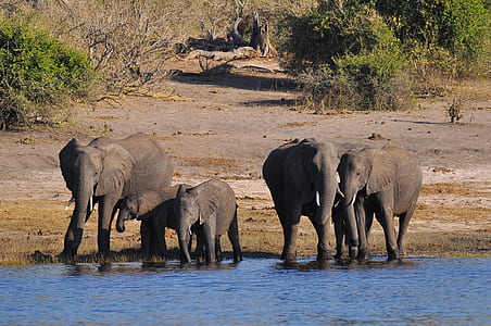 several black elephants thumbnail