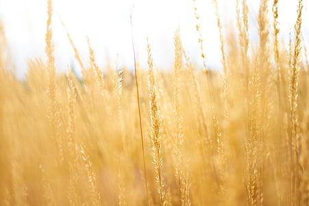 selective focus photography of wheat thumbnail