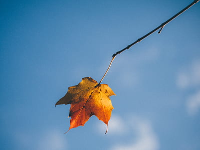 orange maple leaf thumbnail