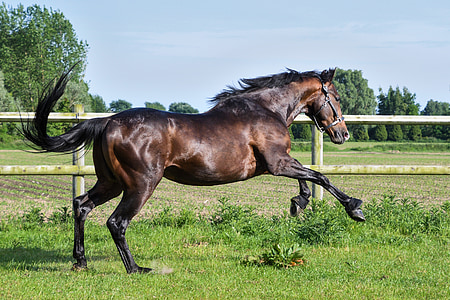 closeup photo of brown horse thumbnail