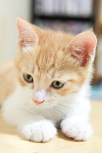Cat, Baby Cats thumbnail