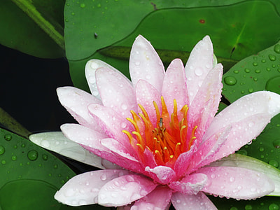 After The Rain Gives Lotus, Summer thumbnail