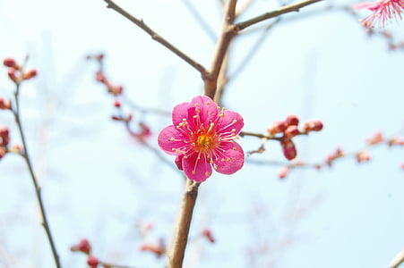 pink cherry blossom in selective focus photography thumbnail