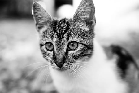 grayscale photography of cat thumbnail