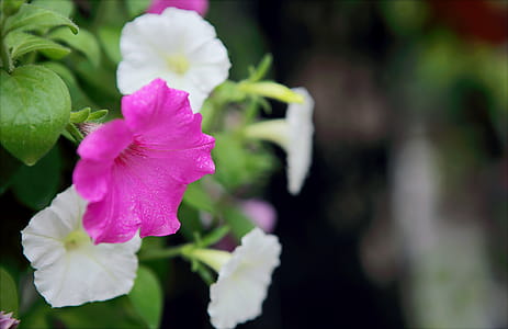 Selective Focus Photo of Pink and White Petaled Flowers thumbnail