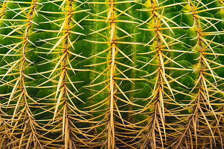 close up photography green cactus thumbnail