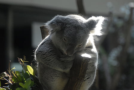 brown and white animal on tree branch at daytime thumbnail