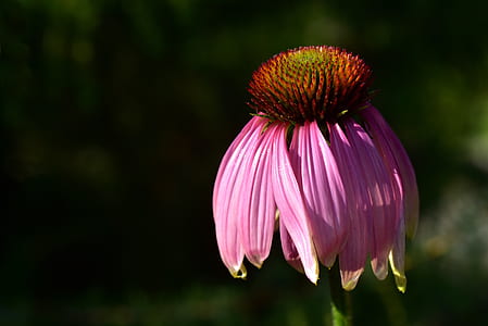 close-up photo of pink coneflower thumbnail