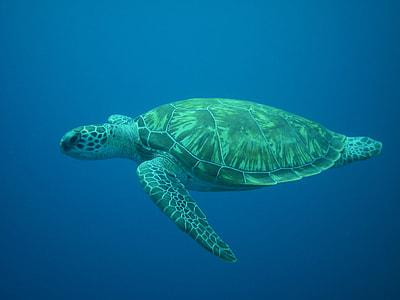 swimming brown and green turtle thumbnail
