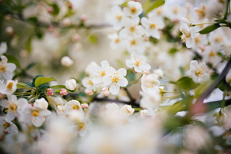 selective focus photography of tree blossom thumbnail