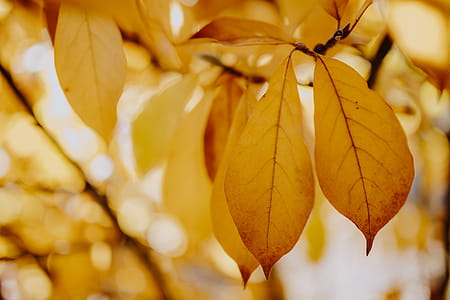 Yellow leaves of magnolia in autumn thumbnail