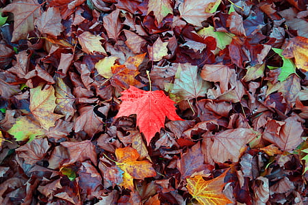 photo of dried maple leaves thumbnail