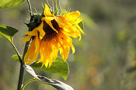 sunflower in shallow photo thumbnail