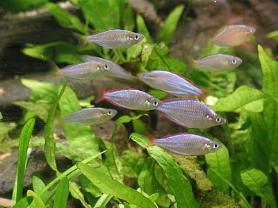 closeup photo of school of fish thumbnail