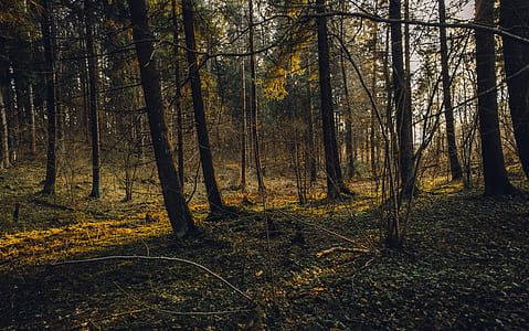 forest trees thumbnail