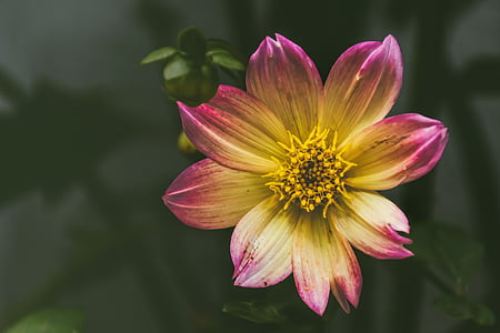 shallow focus photography of pink and yellow flower thumbnail