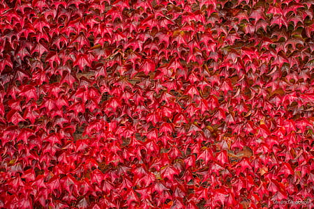 photo of red flowers lot thumbnail