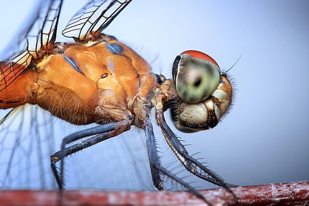brown and green dragonfly close up photography thumbnail