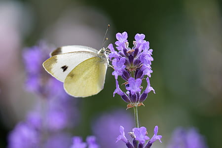 yellow butterfly thumbnail