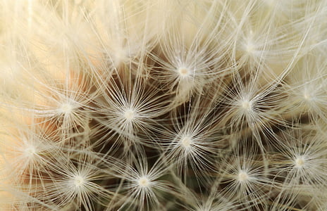 white dandelion flowers thumbnail