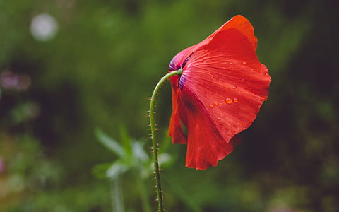 red poppy flower selective focus photography thumbnail
