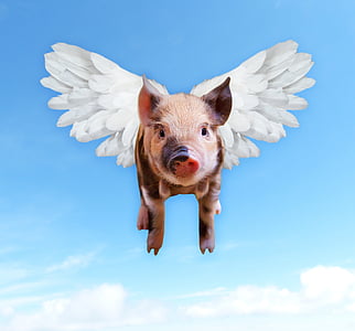 pink and black pig with wings illustration thumbnail