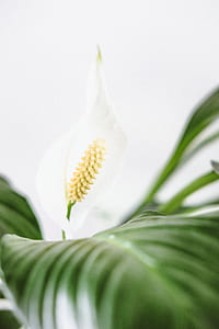 photo of white peace lily thumbnail